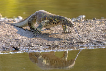 Water monitor on shore of river