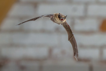 Flying Pipistrelle bat against white brick wall