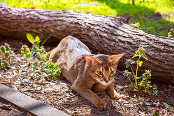 Abyssinian cat sitting on a tree log in the sun