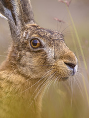Close up Portrait of vigilant European Hare in grass