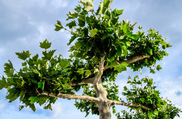 Fototapeta premium Maple tree with green leaves in the city park.