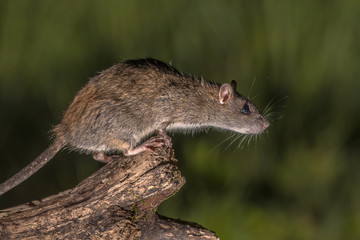 Wild brown rat about to jump