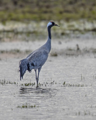 Eurasian crane