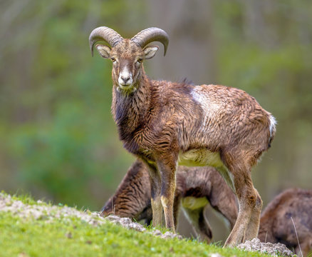 Mouflon sheep male on hill