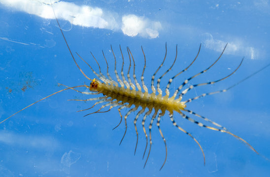 Entophobia Bilder – Durchsuchen 22 Archivfotos, Vektorgrafiken und ...