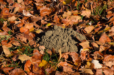 mound of earth from the burrow of a mole. A trace of a mole on t