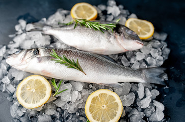 chilled raw sea bass and dorado fish with lemon and rosemary on ice, on a stone background