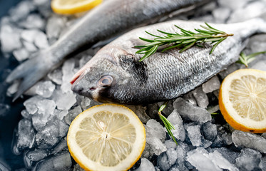 chilled raw sea bass and dorado fish with lemon and rosemary on ice, on a stone background