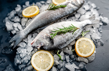 chilled raw sea bass and dorado fish with lemon and rosemary on ice, on a stone background