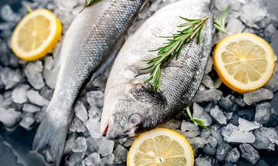 chilled raw sea bass and dorado fish with lemon and rosemary on ice, on a stone background