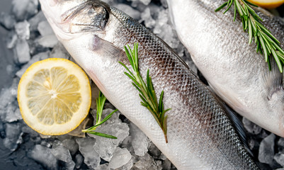 chilled raw sea bass and dorado fish with lemon and rosemary on ice, on a stone background