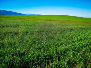 Green Background Photos