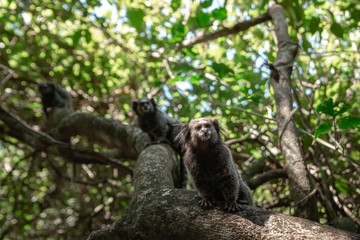 Monkeys on the Watch up a Tree