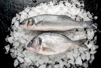chilled raw sea bass and dorado fish on ice, on a stone background