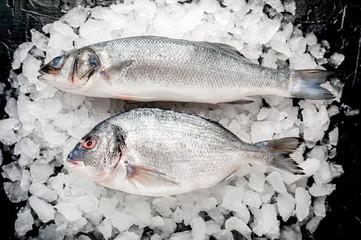 chilled raw sea bass and dorado fish on ice, on a stone background