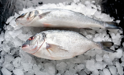 chilled raw sea bass and dorado fish on ice, on a stone background