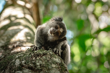 Cute Monkey with tilted Head