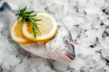 chilled raw dorado fish with lemon and rosemary on ice beside a stone
