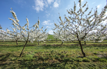 kirschbäume