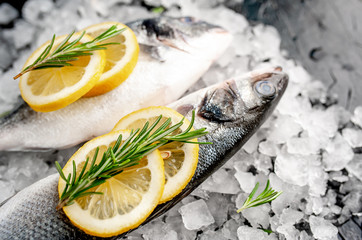chilled raw sea bass and dorado fish with lemon and rosemary on ice, on a stone background