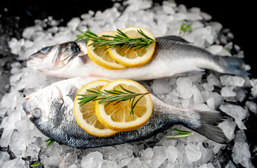 chilled raw sea bass and dorado fish with lemon and rosemary on ice, on a stone background
