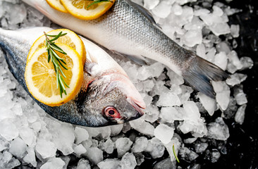 chilled raw sea bass and dorado fish with lemon and rosemary on ice, on a stone background