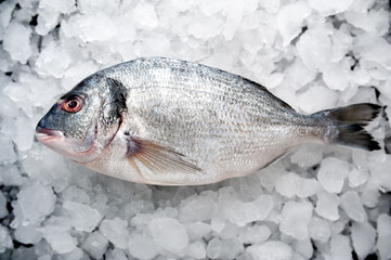 chilled raw dorado fish on ice near a stone