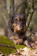Rassehund Rauhaardackel sitzt im Wald auf einem stück Moos und schaut streng