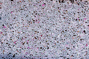 散りだした桜の花びらが水に浮いて花筏となっている風景が面白い