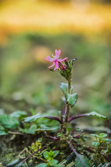 Beautiful flower with Purple color