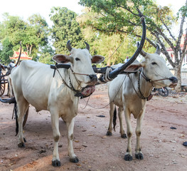 Cambodia Water Buffalo