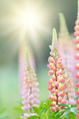 Lupine flowers (Russell Hybrid) in the garden.