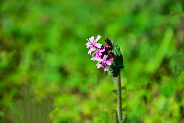 Beautiful flower with Purple color