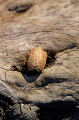 Ootheca mantis on a tree stump. The eggs of the insect laid in t