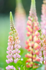 Lupine flowers (Russell Hybrid) in the garden.
