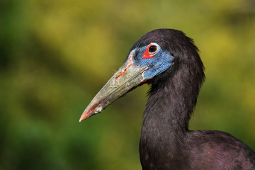 Abdimstorch / Abdim's stork / Ciconia abdimii.