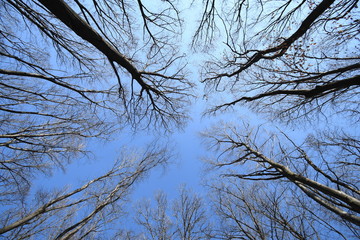 trees in winter
