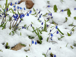 Scilla blue flowers in white snow