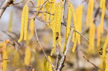 Pollination by bees earrings hazelnut. Flowering hazel hazelnut.