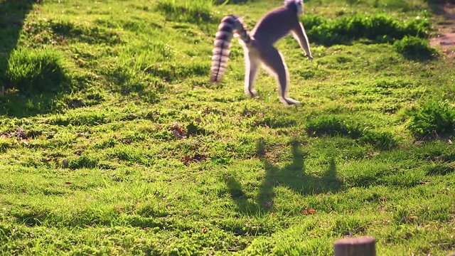 HD close up video of lemur runs along the green grass, dances and plays. They are native only to the island of Madagascar. He is very cute.