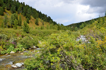 Fototapeta na wymiar Russia, Republic of Altai, river Shabaga in summer