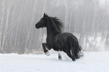 Black friesian horse with the mane flutters on wind running on the snow-covered field in the winter background. Back side view.