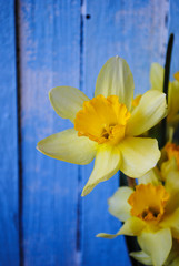 Yellow daffodils on blue wooden background