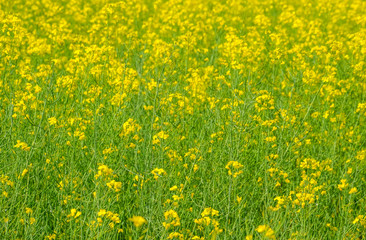 Rapeseed field. Background of rape blossoms. Flowering rape on the field.