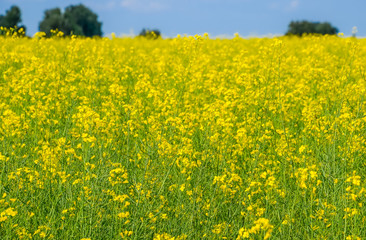 Rapeseed field. Yellow rape flowers, field landscape. Blue sky and rape on the field.