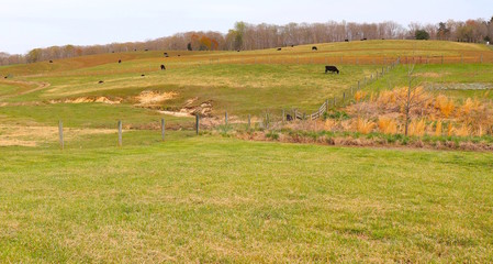 Cattle Graze on Grassy Hills