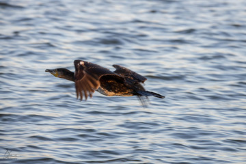 Cormorant Flying