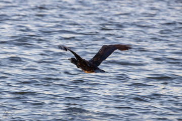 Cormorant in Flight