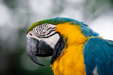 Close-up portrait of a Blue and Yellow Macaw