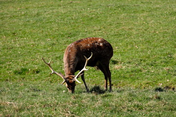 Hirsche auf einer Wiese